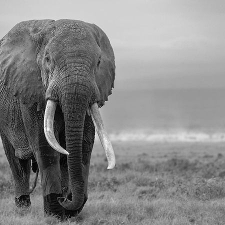 Ol Tukai Lodge Amboseli Extérieur photo