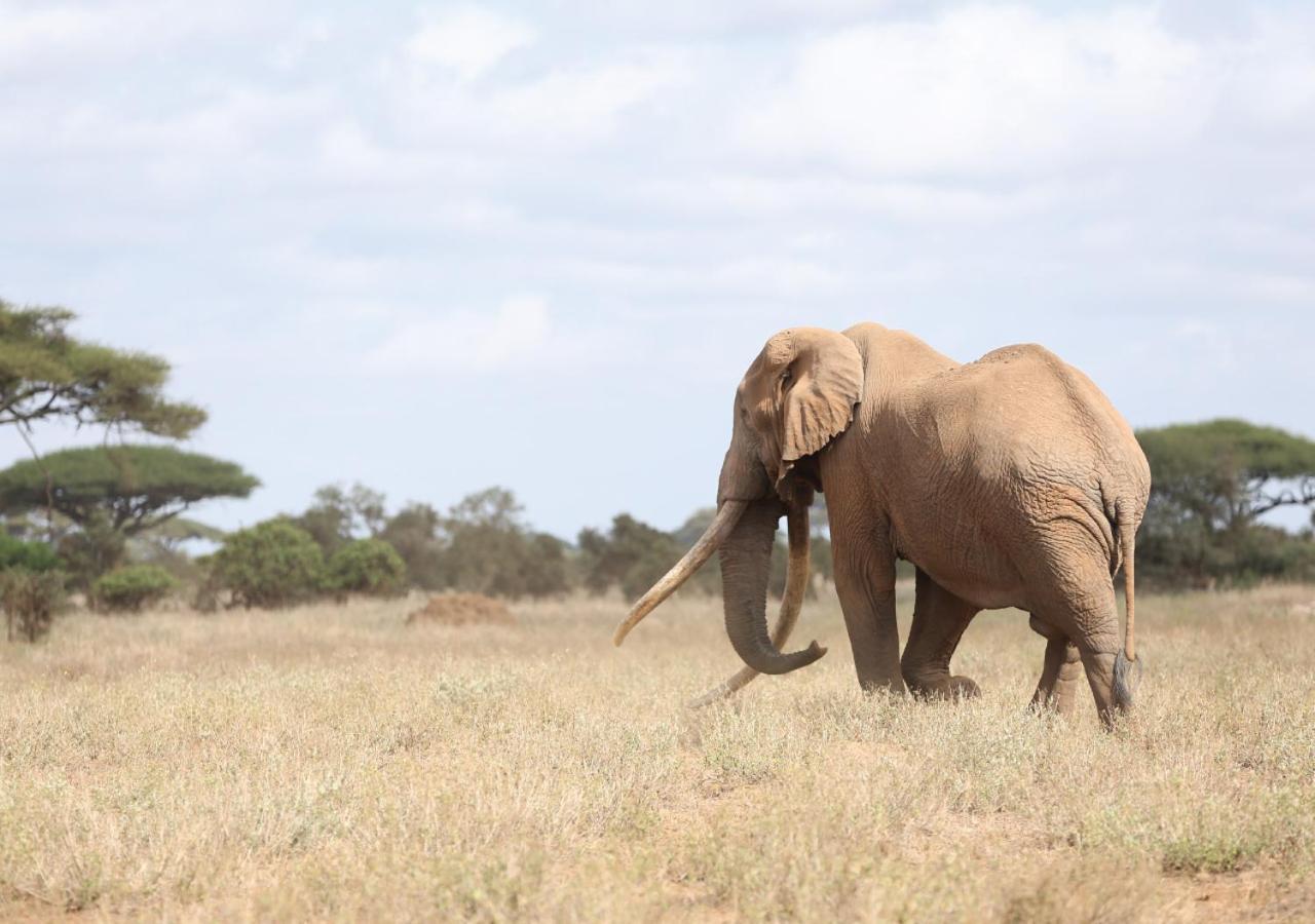 Ol Tukai Lodge Amboseli Extérieur photo