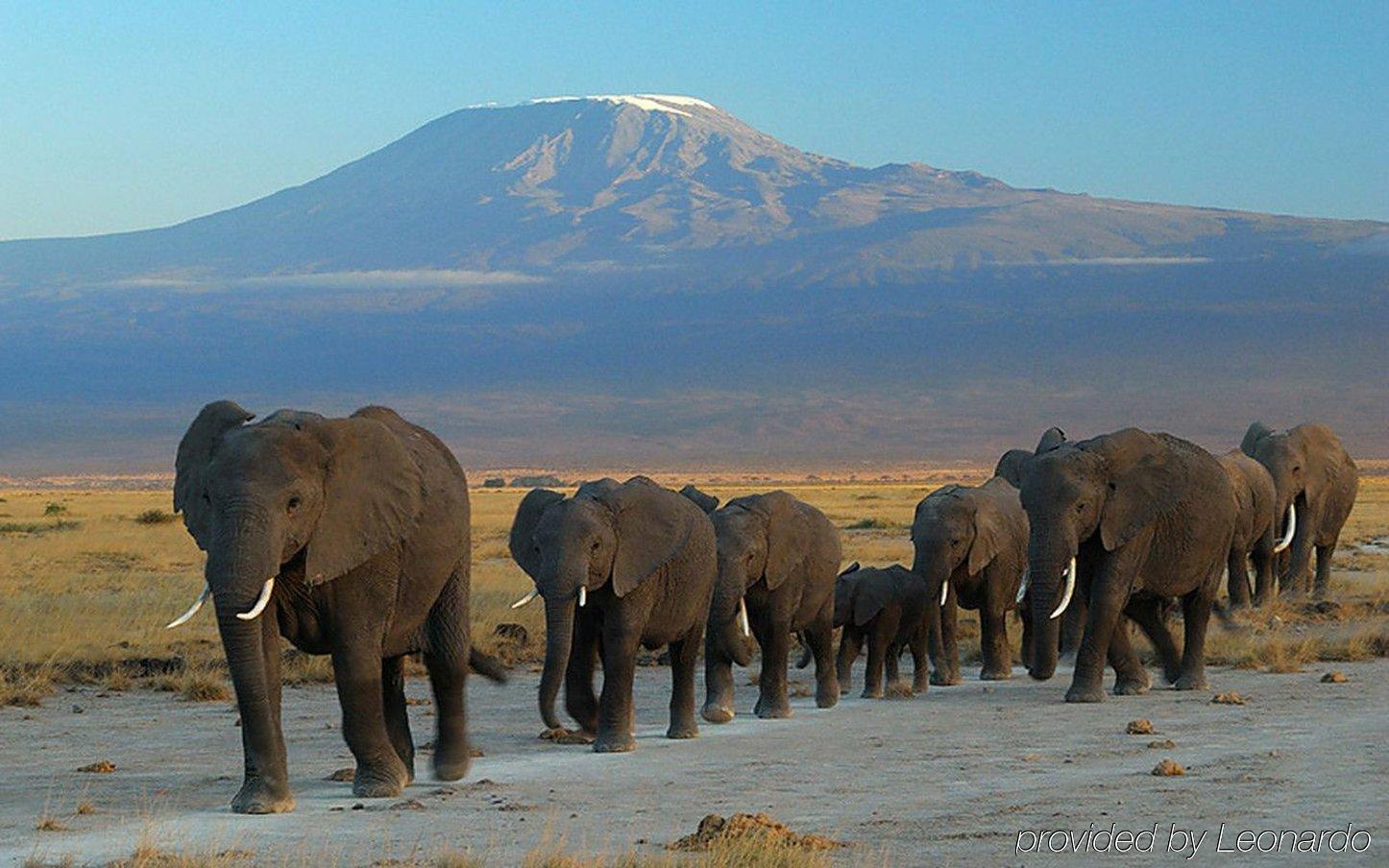Ol Tukai Lodge Amboseli Extérieur photo