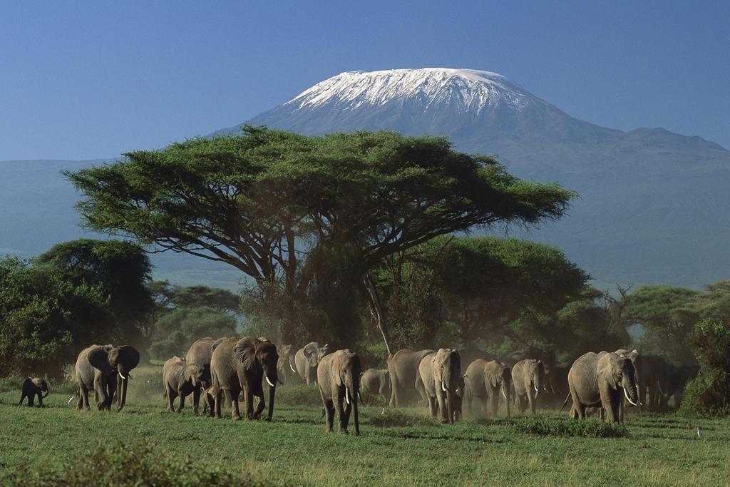 Ol Tukai Lodge Amboseli Extérieur photo
